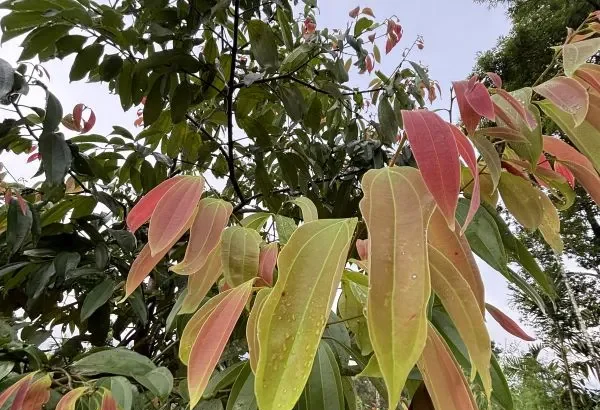 Vayana (Cinnamomum malabatrum) – Aromatic Medicinal Plant Used in Ayurveda for Digestion, Respiratory Health, and Flavoring