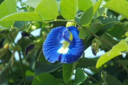 Shankupushpam (Clitoria ternatea) vibrant blue flower known for its Ayurvedic medicinal properties, natural brain booster, and herbal health benefits