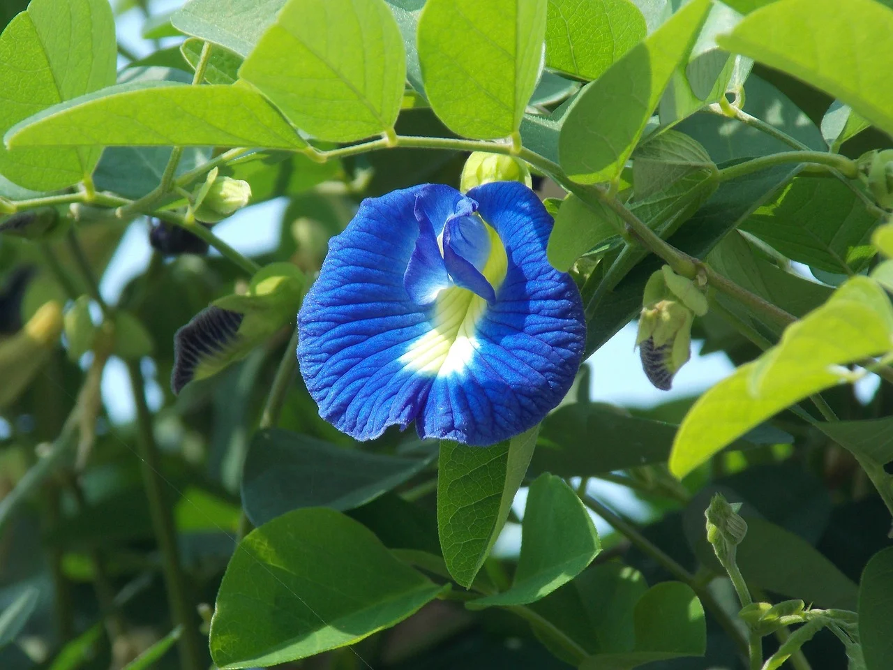 Shankupushpam (Clitoria ternatea) vibrant blue flower known for its Ayurvedic medicinal properties, natural brain booster, and herbal health benefits