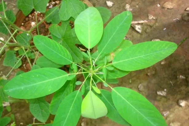 Desmodium motorium plant (Ramanamapacha) – Ayurvedic medicinal herb known for promoting nerve health, muscle relaxation, and natural sleep support