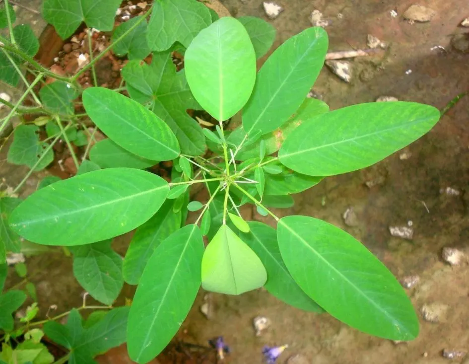 Desmodium motorium plant (Ramanamapacha) – Ayurvedic medicinal herb known for promoting nerve health, muscle relaxation, and natural sleep support