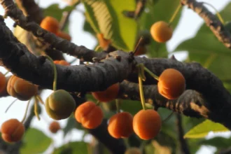 Pattippunna (Dillenia pentagyna) – Ayurvedic medicinal tree with powerful healing properties, traditional remedies and natural health benefits