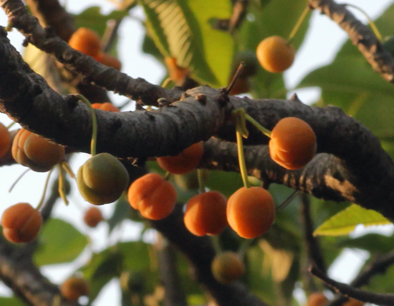 Pattippunna (Dillenia pentagyna) – Ayurvedic medicinal tree with powerful healing properties, traditional remedies and natural health benefits