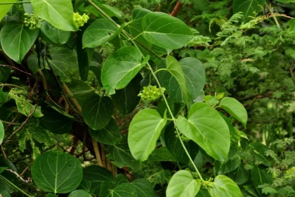 Vattakakkakkoti (Dregea volubilis) – Ayurvedic Medicinal Climber Used for Diabetes Management, Respiratory Disorders, and Body Detox