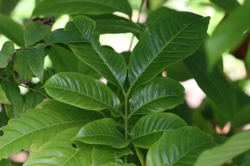 Vellagil (Dysoxylum malabaricum) – Rare Ayurvedic tree known for powerful medicinal properties, traditional healing uses, and natural health benefits