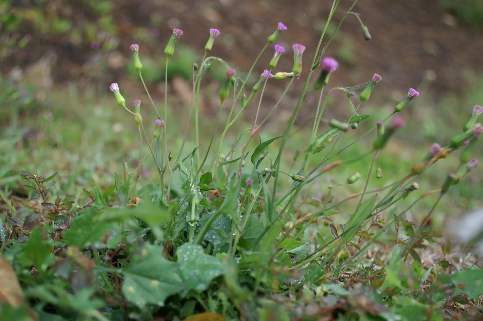 Emilia sonchifolia (Muyalcheviyan) – A wild medicinal herb used in Ayurvedic medicine, known for its anti-inflammatory and wound-healing properties.