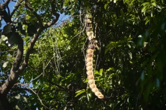 Kakkumkaay (Entada rheedei) – Medicinal Vine Used in Traditional Medicine for Joint Pain, Detoxification, and Nerve Health