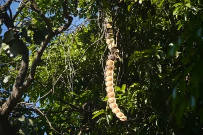 Kakkumkaay (Entada rheedei) – Medicinal Vine Used in Traditional Medicine for Joint Pain, Detoxification, and Nerve Health