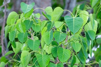 Arayal (Ficus religiosa) – Sacred Ayurvedic Tree Revered for Mental Peace, Respiratory Relief, and Skin Healing in Traditional Medicine