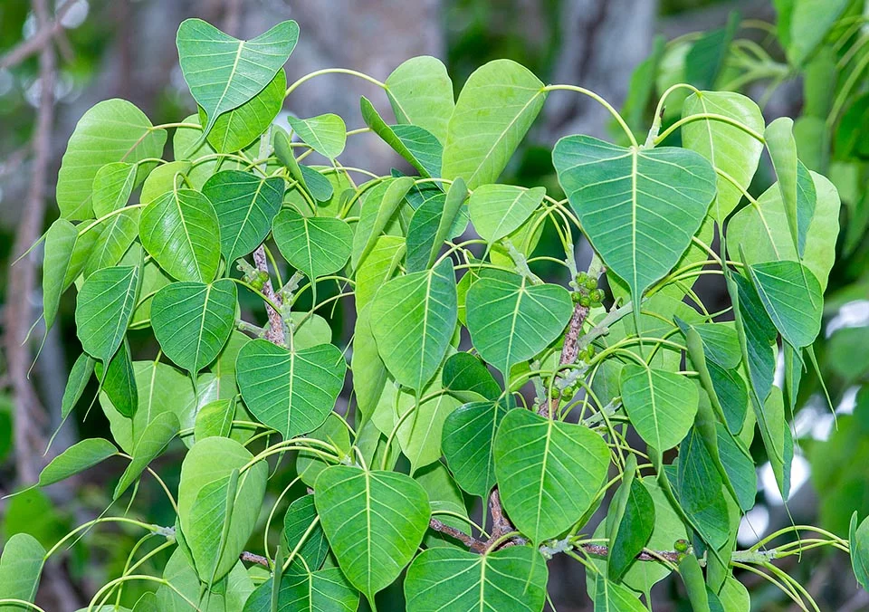 Arayal (Ficus religiosa) – Sacred Ayurvedic Tree Revered for Mental Peace, Respiratory Relief, and Skin Healing in Traditional Medicine