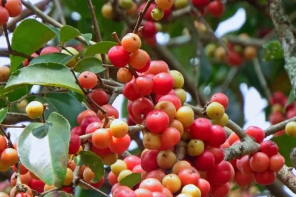 Vayyankatha (Flacourtia montana) – Traditional Medicinal Plant Used for Pain Relief, Anti-inflammatory Benefits, and Wound Healing