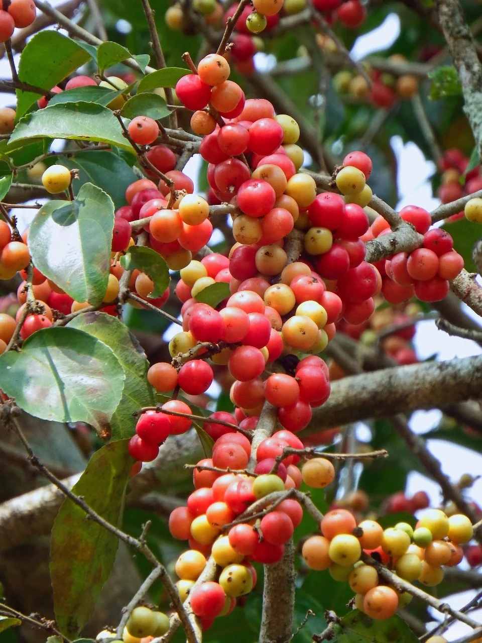 Vayyankatha (Flacourtia montana) – Traditional Medicinal Plant Used for Pain Relief, Anti-inflammatory Benefits, and Wound Healing