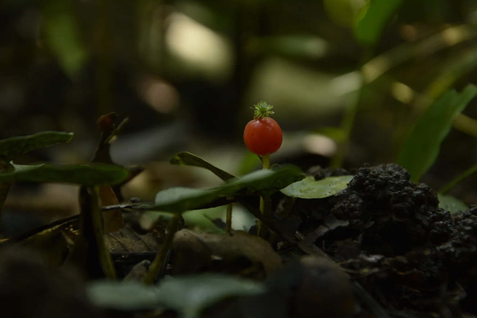 Geophila repens (Karimuthil) – Medicinal groundcover herb used in Ayurveda for wound healing, reducing inflammation, and promoting skin health