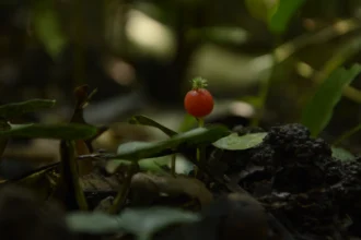 Geophila repens (Karimuthil) – Medicinal groundcover herb used in Ayurveda for wound healing, reducing inflammation, and promoting skin health