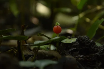Geophila repens (Karimuthil) – Medicinal groundcover herb used in Ayurveda for wound healing, reducing inflammation, and promoting skin health