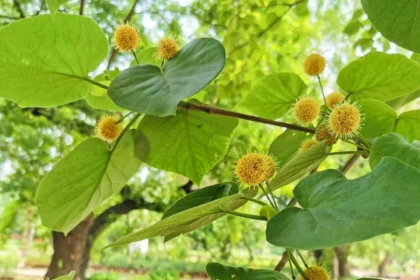 Malamkadambu (Haldina cordifolia) – Ayurvedic Medicinal Plant for Fever Relief, Anti-Inflammatory and Healing Benefits