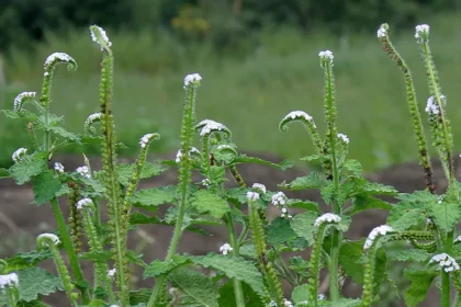 Thelkada (Heliotropium indicum) – Medicinal Plant Used in Traditional Remedies for Wound Healing, Skin Infections, and Anti-inflammatory Benefits