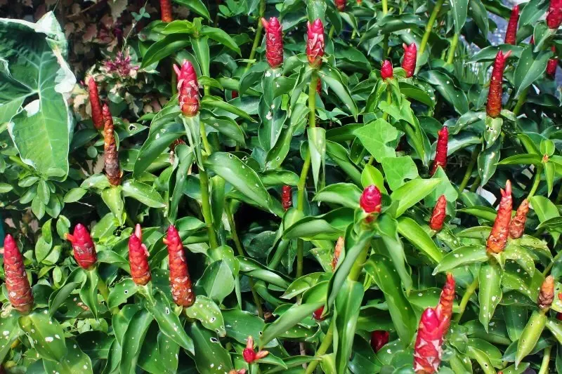 Anakkuva (Hellenia speciosa) – Ayurvedic Medicinal Plant with Powerful Healing Properties and Health Benefits
