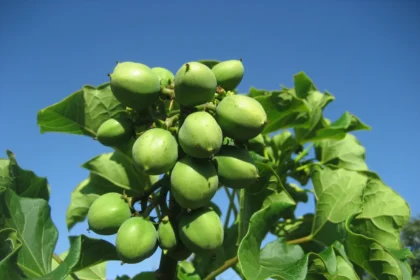 Jatropha curcas (Kammatti) – A drought-resistant plant valued for its biofuel-rich seeds and traditional medicinal uses in Ayurveda and natural healing.