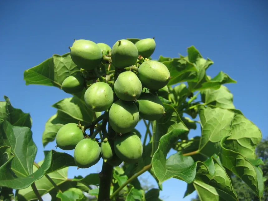 Jatropha curcas (Kammatti) – A drought-resistant plant valued for its biofuel-rich seeds and traditional medicinal uses in Ayurveda and natural healing.