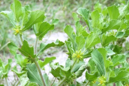 Kattunjerinjil (Acanthospermum hispidum) – Traditional Ayurvedic herb with powerful medicinal properties and natural healing benefit