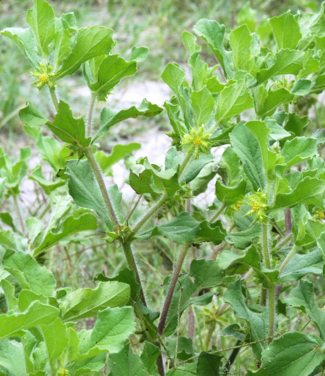 Kattunjerinjil (Acanthospermum hispidum) – Traditional Ayurvedic herb with powerful medicinal properties and natural healing benefit