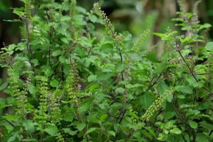 Tulasi (Ocimum tenuiflorum) – Sacred Holy Basil with Powerful Ayurvedic Benefits for Immunity, Respiratory Health, and Wellness