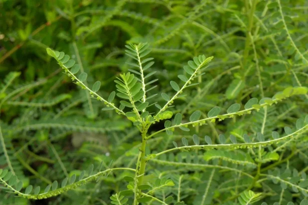 Keezharnelli (Phyllanthus amarus Schumach) – Powerful Ayurvedic Herb for Liver Health, Jaundice Treatment, and Natural Detoxification