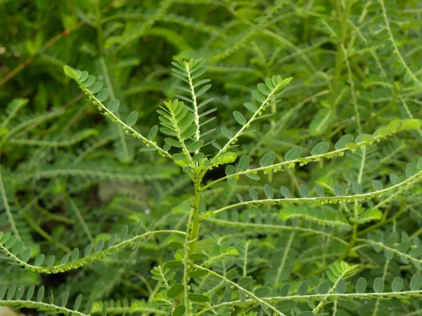 Keezharnelli (Phyllanthus amarus Schumach) – Powerful Ayurvedic Herb for Liver Health, Jaundice Treatment, and Natural Detoxification