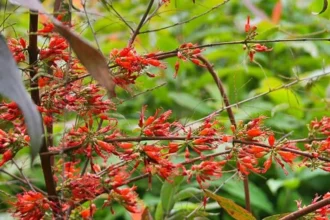 Woodfordia fruticosa (Thathiri) – Ayurvedic flowering herb used for digestive health, wound healing, and boosting immunity