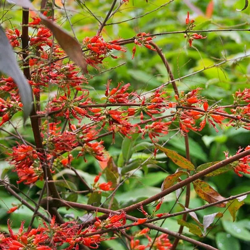 Woodfordia fruticosa (Thathiri) – Ayurvedic flowering herb used for digestive health, wound healing, and boosting immunity