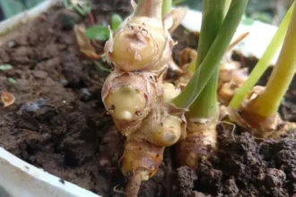 Chukku (Zingiber officinale Roscoe) – Dried Ginger with Powerful Ayurvedic Benefits for Digestion, Immunity, and Overall Health