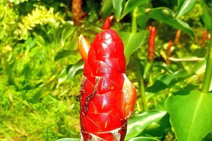 Zingiber zerumbet (Kolinchi) – Medicinal ginger plant known for anti-inflammatory, digestive, and skin-soothing properties in traditional medicine