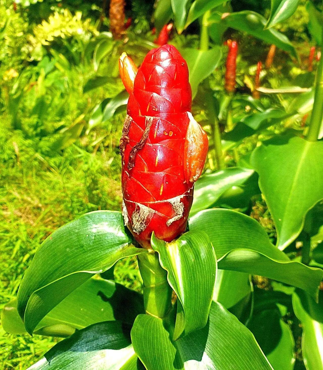 Zingiber zerumbet (Kolinchi) – Medicinal ginger plant known for anti-inflammatory, digestive, and skin-soothing properties in traditional medicine