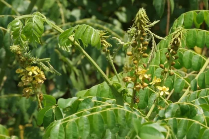 Kazhanji (Caesalpinia bonduc) – Powerful Ayurvedic Medicinal Plant Used for Male Vitality, Immunity Boost, and Inflammation Relief