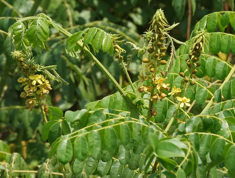 Kazhanji (Caesalpinia bonduc) – Powerful Ayurvedic Medicinal Plant Used for Male Vitality, Immunity Boost, and Inflammation Relief