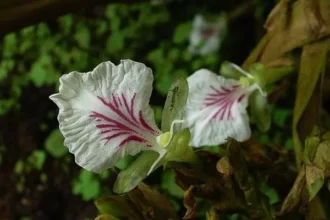 Elettaria Cardamomum (Elam) – Aromatic Spice Known as Green Cardamom, Used in Cooking and Ayurveda for Digestion and Detox