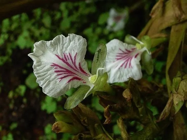 Elettaria Cardamomum (Elam) – Aromatic Spice Known as Green Cardamom, Used in Cooking and Ayurveda for Digestion and Detox