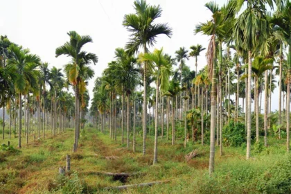 Adaykka Maram (Areca catechu) – Palm tree valued for health, Ayurveda, and cultural uses