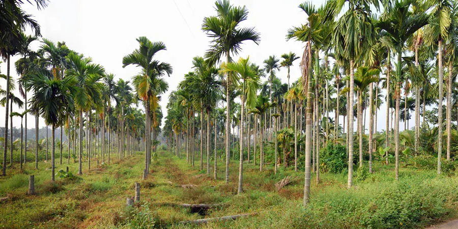 Adaykka Maram (Areca catechu) – Palm tree valued for health, Ayurveda, and cultural uses