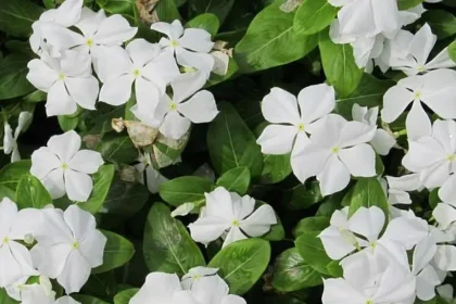 Nithya Kalyani (Catharanthus roseus) Ayurvedic medicinal flower