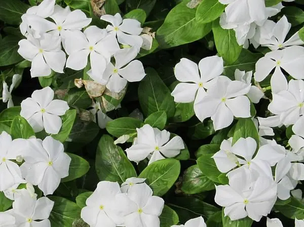 Nithya Kalyani (Catharanthus roseus) Ayurvedic medicinal flower