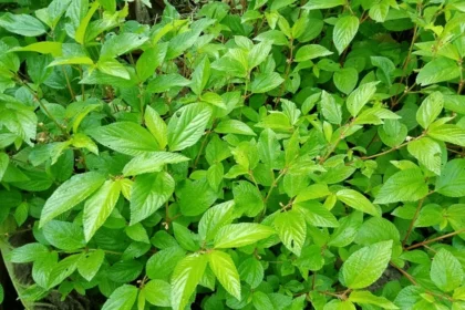 Chanam (Corchorus aestuans) – Ayurvedic Medicinal Plant with Powerful Healing Properties