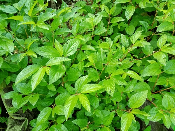 Chanam (Corchorus aestuans) – Ayurvedic Medicinal Plant with Powerful Healing Properties