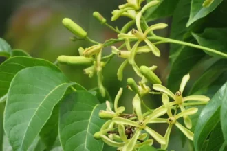 Chandanavembu-Chukrasia-tabularis-Traditional herbal medicine tree