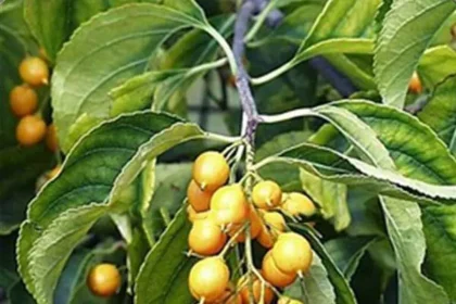 Cherupunna (Celastrus paniculatus) – Powerful Ayurvedic Medicinal Plant for Memory, Brain Health & Cognitive Wellness