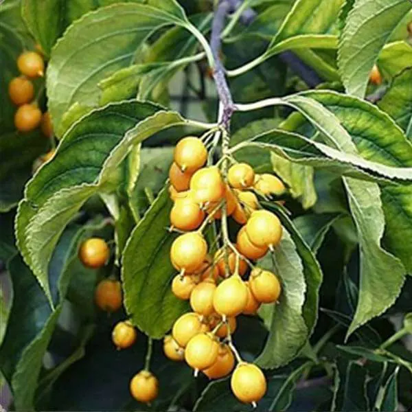 Cherupunna (Celastrus paniculatus) – Powerful Ayurvedic Medicinal Plant for Memory, Brain Health & Cognitive Wellness
