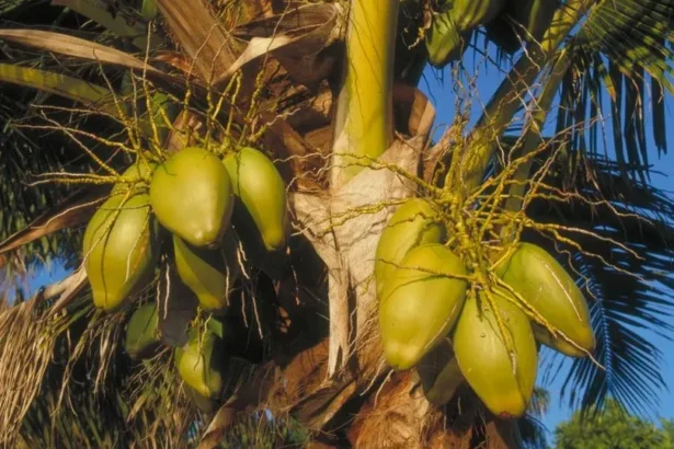 Thenga (Cocos nucifera L.) – Coconut tree life-tree with clusters of green coconuts