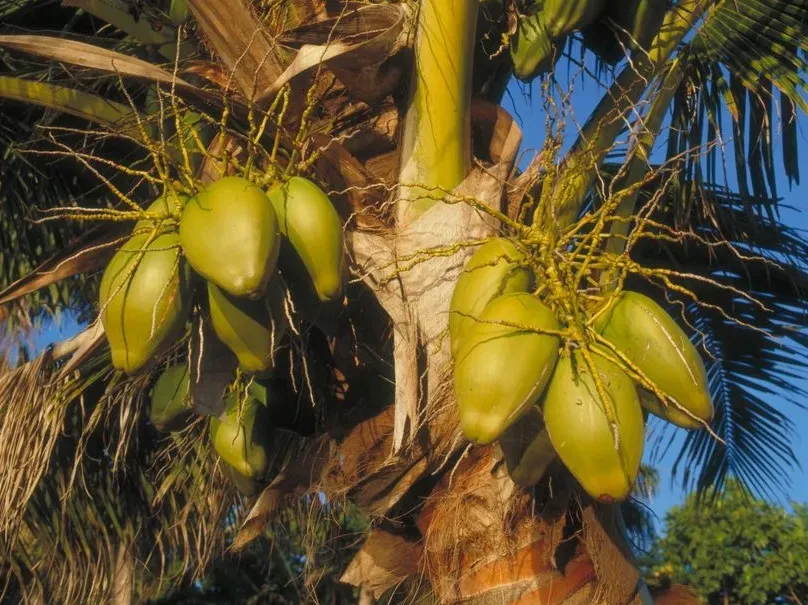 Thenga (Cocos nucifera L.) – Coconut tree life-tree with clusters of green coconuts