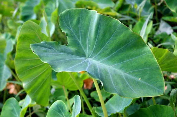 Fresh Chembu -Colocasia-esculenta- root and leaves – a nutrient-rich Ayurvedic superfood